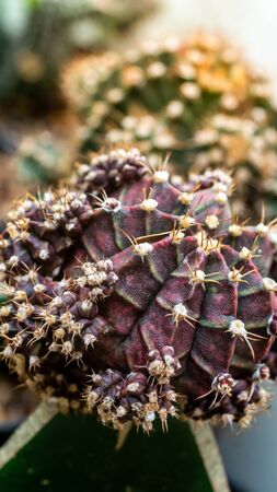 Grafted Gymnocalycium mihanovichii in the nurseryの写真素材