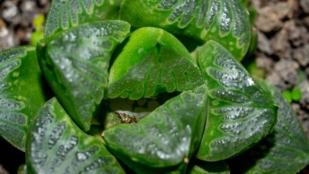 Closeup of green Haworthia hybrid, beautiful desert plantの写真素材