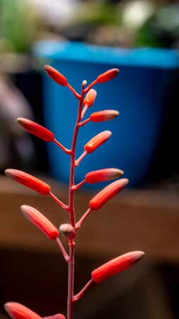 Flower of Aloe Donnie with vibrant red colorの写真素材