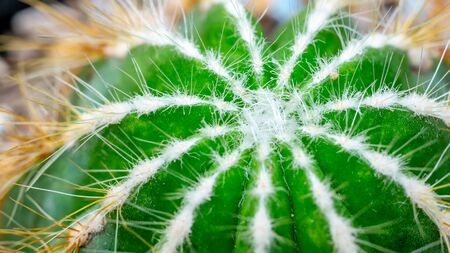 Closeup of Notocactus magnificus with white soft spinesの写真素材