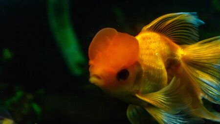 Gold fish in planted tank settingの写真素材