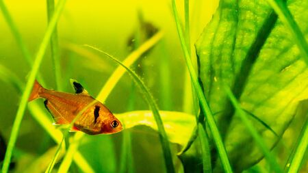 Flame tetra fish in planted tank settingの写真素材