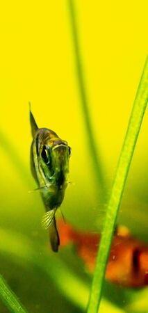Black skirt tetra fish in planted tank settingの写真素材