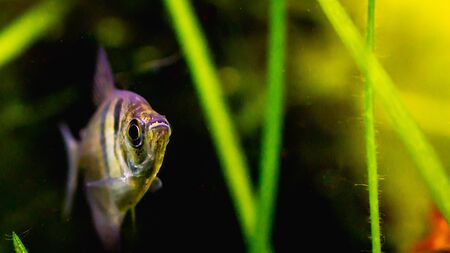 Black skirt tetra fish in planted tank settingの写真素材