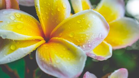 Closeup of morning dew on beautiful yellow Plumeria flowerの写真素材