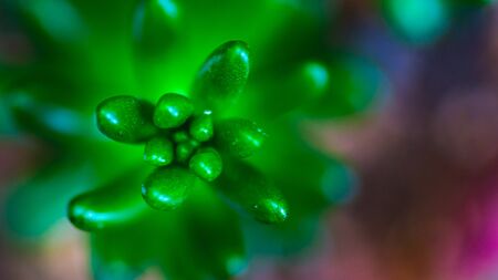Closeup of Sedum sp., beautiful desert plant. vibrant colorの写真素材