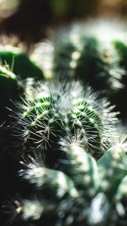 Closeup of Notocactus magnifica with white spines. Beautiful desert plantの写真素材