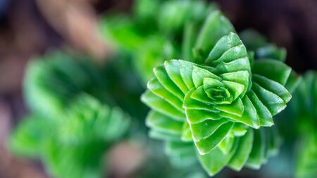 closeup of Crassula estagnol with green spiral leaves patternの写真素材