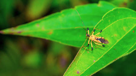 Closeup of beautiful insect  on the tip of green leaf. This bug can be found in Borneo jungleの写真素材