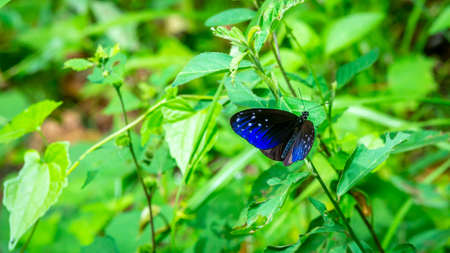 Beautiful Borneo butterfly resting on the plant