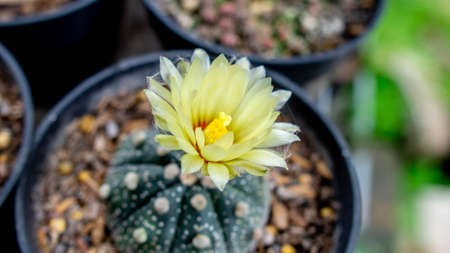 Closeup of flowering Astrophytum asterias. Decorative houseplantの写真素材
