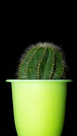Notocactus magnificus isolated on black background. Decorative houseplantの写真素材