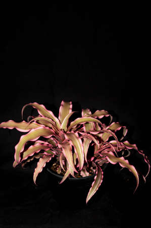 Isolated Cryptanthus isolated on black background. Decorative houseplantの写真素材