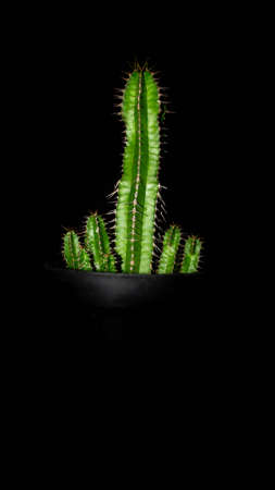 Closeup of Euphorbia fruticosa isolated on black background. Decorative houseplantの写真素材