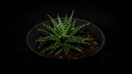 Haworthia sp isolated on black background. Decorative houseplantの写真素材