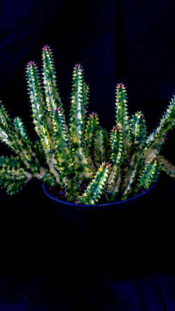 Closeup of variegated Huernia zebrina isolated on black background. Decorative houseplantの写真素材