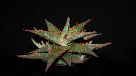 Closeup of Aloe donnie isolated on black background. Decorative houseplantの写真素材