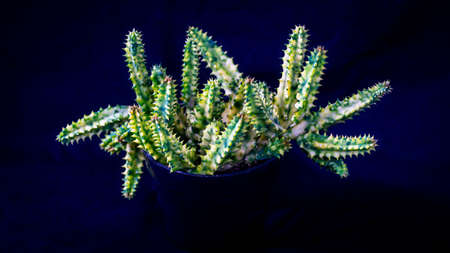 Closeup of variegated Huernia zebrina isolated on black background. Decorative houseplantの写真素材