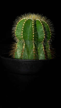 Notocactus magnificus isolated on black background. Decorative houseplantの写真素材