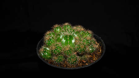 Closeup of green globular cactus isolated on black background. Decorative houseplantの写真素材