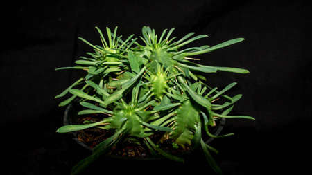 Closeup of Euphorbia sp isolated on black background. Decorative houseplantの写真素材