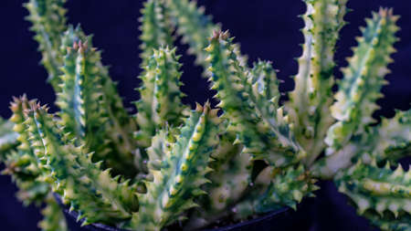 Closeup of variegated Huernia zebrina isolated on black background. Decorative houseplantの写真素材