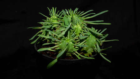 Closeup of Euphorbia sp isolated on black background. Decorative houseplantの写真素材