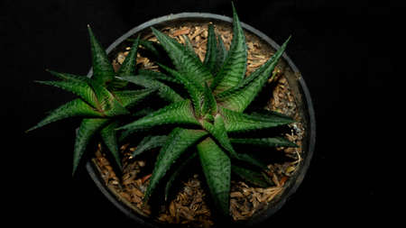 Closeup of Haworthia limifolia isolated on black background. Decorative houseplantの写真素材
