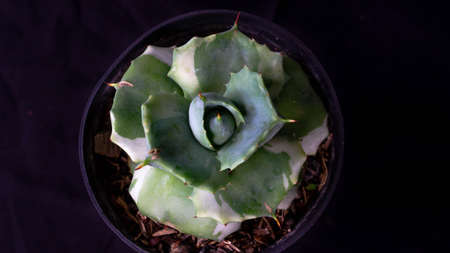 Agave potatorum Ouhi Raijin isolated on black background. Decorative houseplantの写真素材