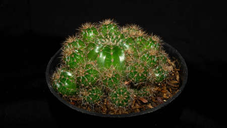 Closeup of green globular cactus isolated on black background. Decorative houseplantの写真素材