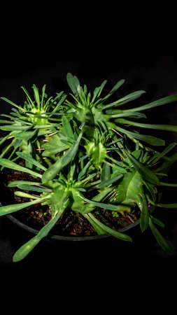 Closeup of Euphorbia sp isolated on black background. Decorative houseplantの写真素材