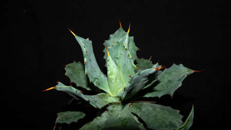 Closeup of Agave isthmensis isolated on black background. Decorative houseplantの写真素材