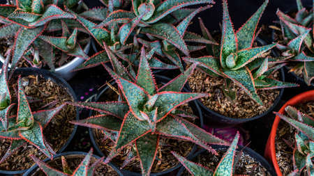 Closeup of Aloe donnie isolated on black background. Decorative houseplantの写真素材