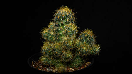Closeup of Mammilaria prolifera isolated on black background. Decorative houseplantの写真素材