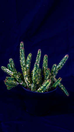 Closeup of variegated Huernia zebrina isolated on black background. Decorative houseplantの写真素材