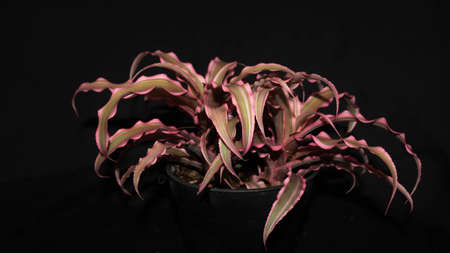 Isolated Cryptanthus isolated on black background. Decorative houseplantの写真素材