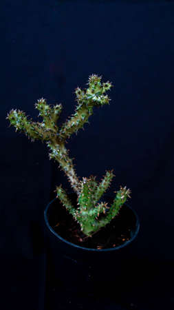 Closeup of Edithcolea grandis isolated on black background. Decorative houseplantの写真素材