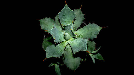 Closeup of Agave isthmensis isolated on black background. Decorative houseplantの写真素材
