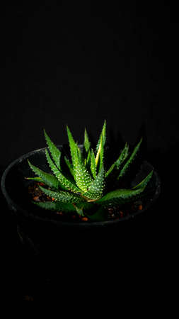 Closeup of Haworthia fasciata isolated on black background. Decorative houseplantの写真素材