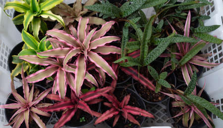 Collection of colorful Cryptanthus as decorative houseplantの写真素材