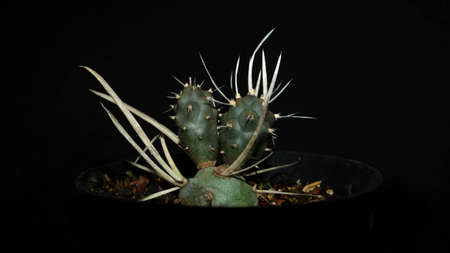 Closeup of Tephrocactus articulatus isolated on black background. Decorative houseplantの写真素材