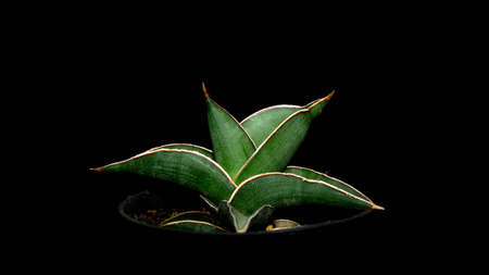 Closeup of green sansevieria isolated on black background. Decorative houseplantの写真素材