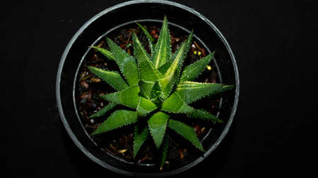 Closeup of Haworthia fasciata isolated on black background. Decorative houseplantの写真素材