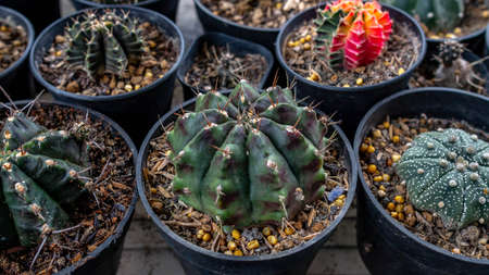 collection of cactus as decorative houseplantの写真素材