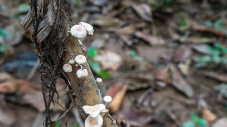 white mushroom grow on the trunk of a treeの写真素材