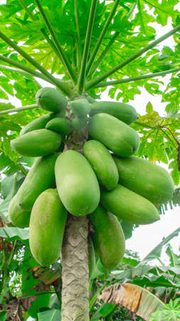 Bunch of papaya fruit hanging on the tree. Agricultural backgroundの写真素材