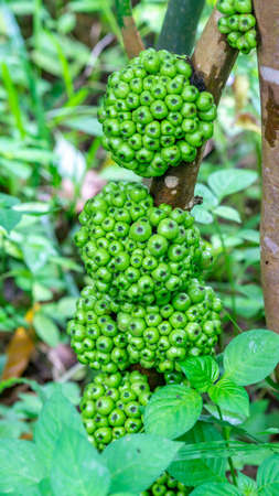 Bunch of green raw cluster fig (Ficus racemosa) on the treeの写真素材