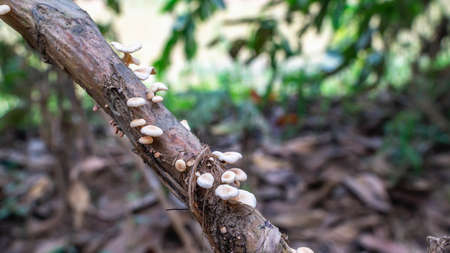 Stack of Arenga pinnata fruit stalk as the waste of kolang kaling (traditional beverage from...