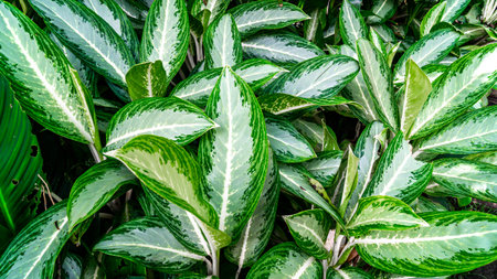 Beautiful leaves of Aglaonema Emerald Bay. Natural backgroundの写真素材