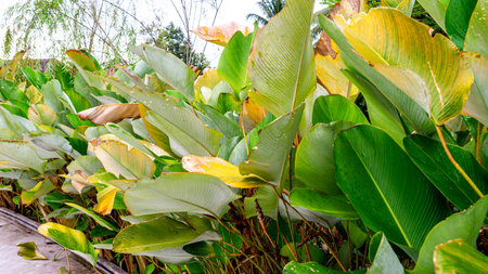 Heliconia plants in the garden. outdoor decorative plant